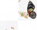Б/Б Кільця- вишитий кольоровий   метелик-49